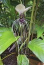 White Bat Plant Royalty Free Stock Photo
