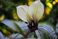 White batflower Tacca integrifolia, sometimes nicknamed `Cat`s Whiskers`