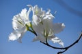 White Bauhinia Flowers on blue Background. Spring Landscapes.