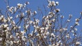 White Bauhinia purpurea tree blossoming in Israel Royalty Free Stock Photo