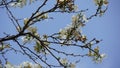 White Bauhinia purpurea tree blossoming in Israel Royalty Free Stock Photo