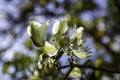 White Bauhinia variegata Orchid Tree flowers among green leaves close-up Royalty Free Stock Photo