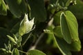 White Bauhinia variegata Orchid Tree flowers among green leaves close-up Royalty Free Stock Photo