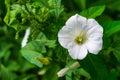 White beach moonflower in a garden surrounded by greenery with a blurry background