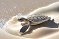 on a white beach, a small turtle
