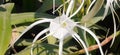 White Beach spider lily Flower on Green Leaves Background Royalty Free Stock Photo