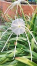 White beach spider lily flowers, centered shot