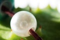 A white bead lies on the prickly surface of a green chestnut. Macro Royalty Free Stock Photo