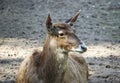 White-beaked deer lying on the ground. Rare breed of deers lives in Tibet.