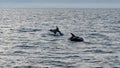 The white-beaked dolphin Lagenorhynchus albirostris, SkjÃÂ¡lfandi bay , Iceland August 2018 Royalty Free Stock Photo