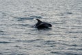 The white-beaked dolphin Lagenorhynchus albirostris, SkjÃÂ¡lfandi bay , Iceland August 2018 Royalty Free Stock Photo