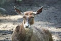 White-beaked deer lying on the ground. Rare breed of deers lives in Tibet.