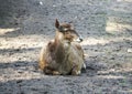 White-beaked deer lying on the ground. Rare breed of deers lives in Tibet.