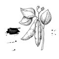 White Bean plant hand drawn vector illustration. Isolated Vegetable engraved style object.