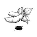 White Bean plant hand drawn vector illustration. Isolated Vegetable engraved style object.