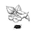 White Bean plant hand drawn vector illustration. Isolated Vegetable engraved style object.