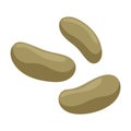 White bean vector icon.Cartoon vector icon isolated on white background white bean.