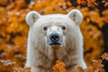 White bear with black eyes stands in front of a tree with orange leaves Royalty Free Stock Photo