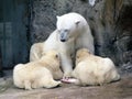 White bear feeds her cubs