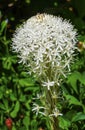 White Bear Grass Wildflower Mount Rainier Paradise Royalty Free Stock Photo