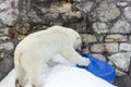 White bear is played with a blue platinum barrel left by people, global pollution of wildlife