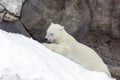 White bear is played with a blue platinum barrel left by people, global pollution of wildlife