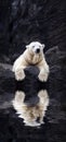 White bear on the rocks, Lying polar bear situated on a rock, reflected in water Royalty Free Stock Photo