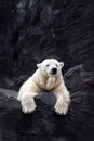 White bear on the rocks, Lying polar bear situated on a rock Royalty Free Stock Photo
