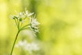 White Bear`s Garlick, Ramsons, Wild Garlic, Wood Garlic flower