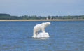 White bear on the sea
