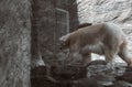 White bear walking on stone in a zoo