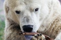 White bear at the zoo Royalty Free Stock Photo