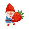 White Bearded Gnome Character with Red Pointed Hat Carrying Strawberry Vector Illustration