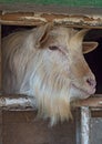 White bearded hornless goat looks out the window