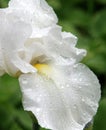 White bearded iris flower after a rain storm Royalty Free Stock Photo