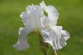 White bearded iris flower after a rain storm Royalty Free Stock Photo