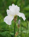 White bearded iris flower after a rain storm Royalty Free Stock Photo