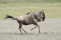 White Bearded Wildebeest running, Tanzania Royalty Free Stock Photo