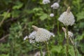 White Beargrass blooms in Glaciers National Park Royalty Free Stock Photo