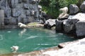 White bears at Zoo St-Felicien, Quebe, Canada Royalty Free Stock Photo