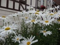 White Beauties