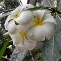 White Araliya Bunch In Live