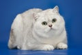 White beautiful British cat on studio background