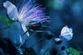 White beautiful butterflies against a background of tropical flowers. Natural summer spring artistic macro image