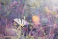 White beautiful butterfly Admiral is going to fly up from the flower .beautiful toning.in soft focus