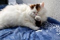 Selkirk rex cat lying on blanket licking her paws