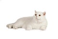 White beautiful cat on a white background