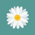 White beautiful chamomile flower, isolated on blue background. Top view.