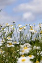 white beautiful chamomile Royalty Free Stock Photo