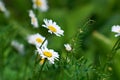 White beautiful chamomiles on the green Royalty Free Stock Photo